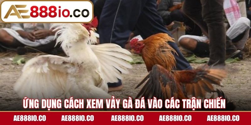 Ứng dụng cách xem vảy gà đá vào các trận chiến 