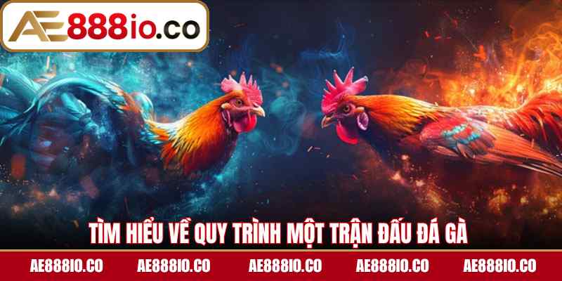 Tìm hiểu về quy trình một trận đấu đá gà